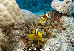 clown
tokina 10-17 by Serhat Tasgedik 